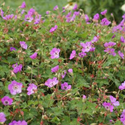 Geranium 'Kelly-Anne'